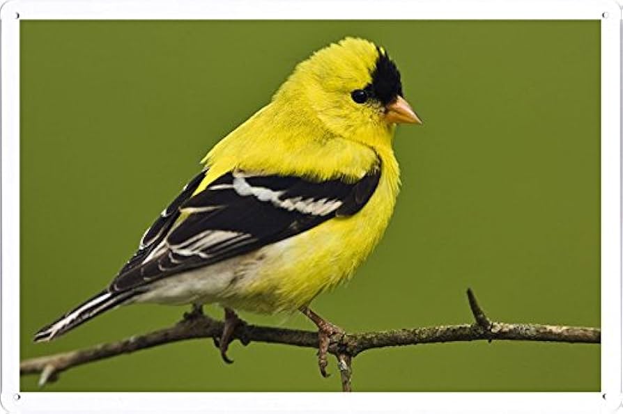 GORT ゴールドフィンチ 鳥 フィギュリン 米国製 GORT ゴールドフィンチ 鳥 フィギュリン 置物 米国製 - メルカリ